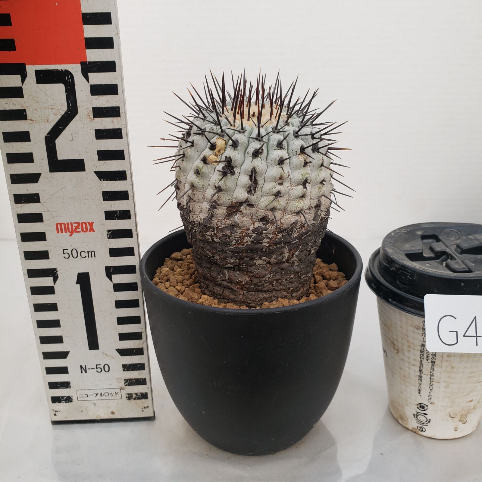 G452【自社養生株】コピアポア コルムナアルバ（発根株・鉢植え