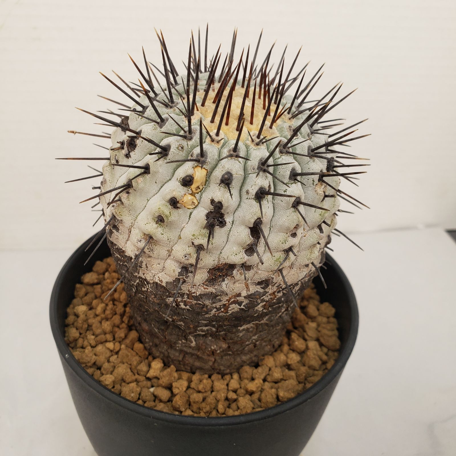 G452【自社養生株】コピアポア コルムナアルバ（発根株・鉢植え