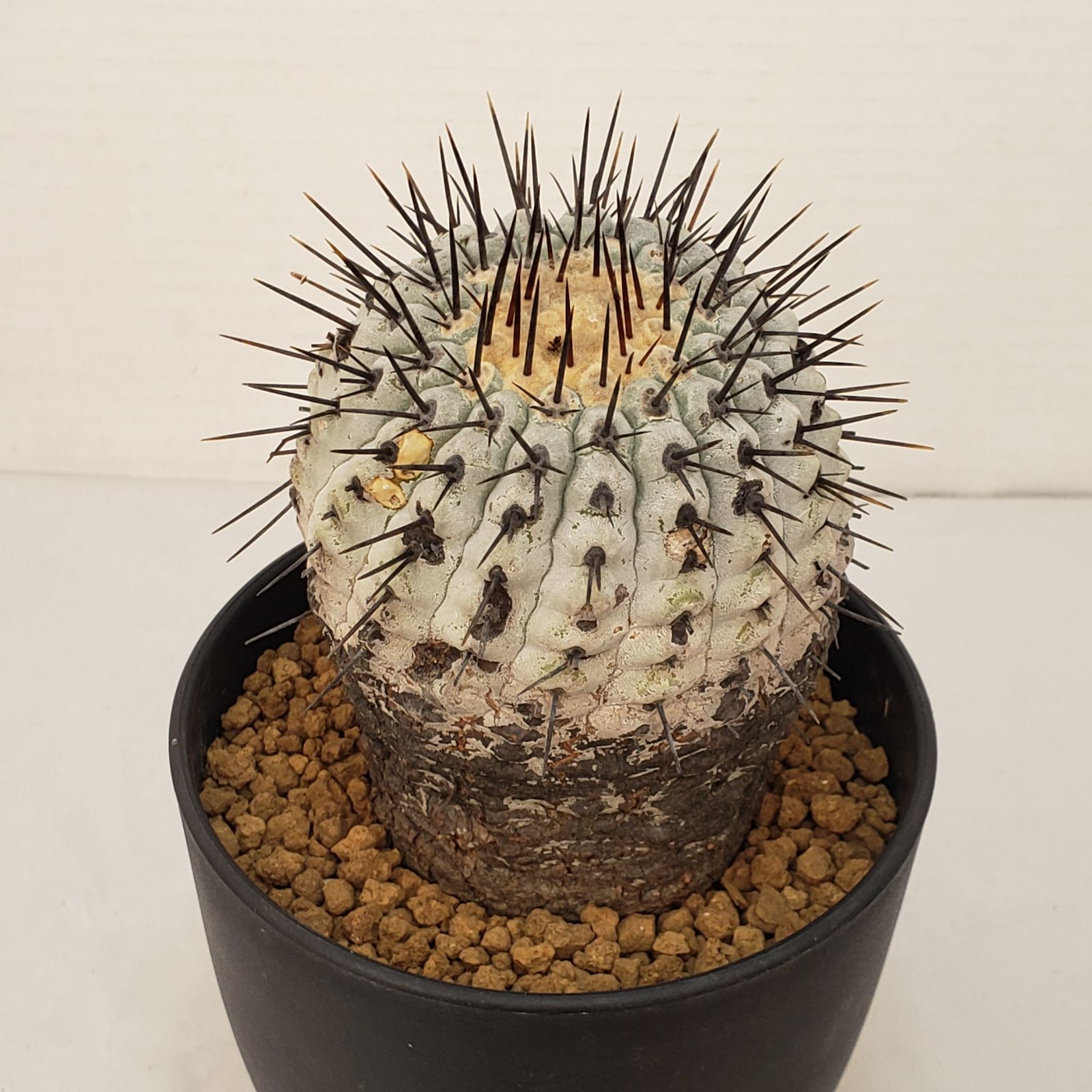 G452【自社養生株】コピアポア コルムナアルバ（発根株・鉢植え