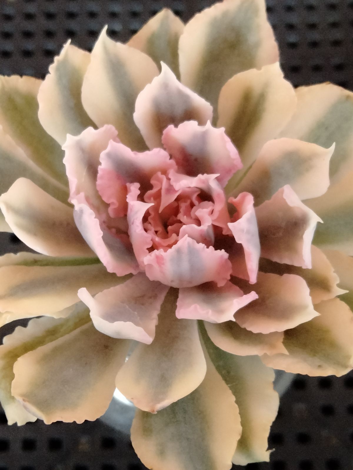 メルカリ便　シャビアナピンクフリル錦　　韓国苗 メルカリ便 シャビアナピンクフリル錦 韓国苗