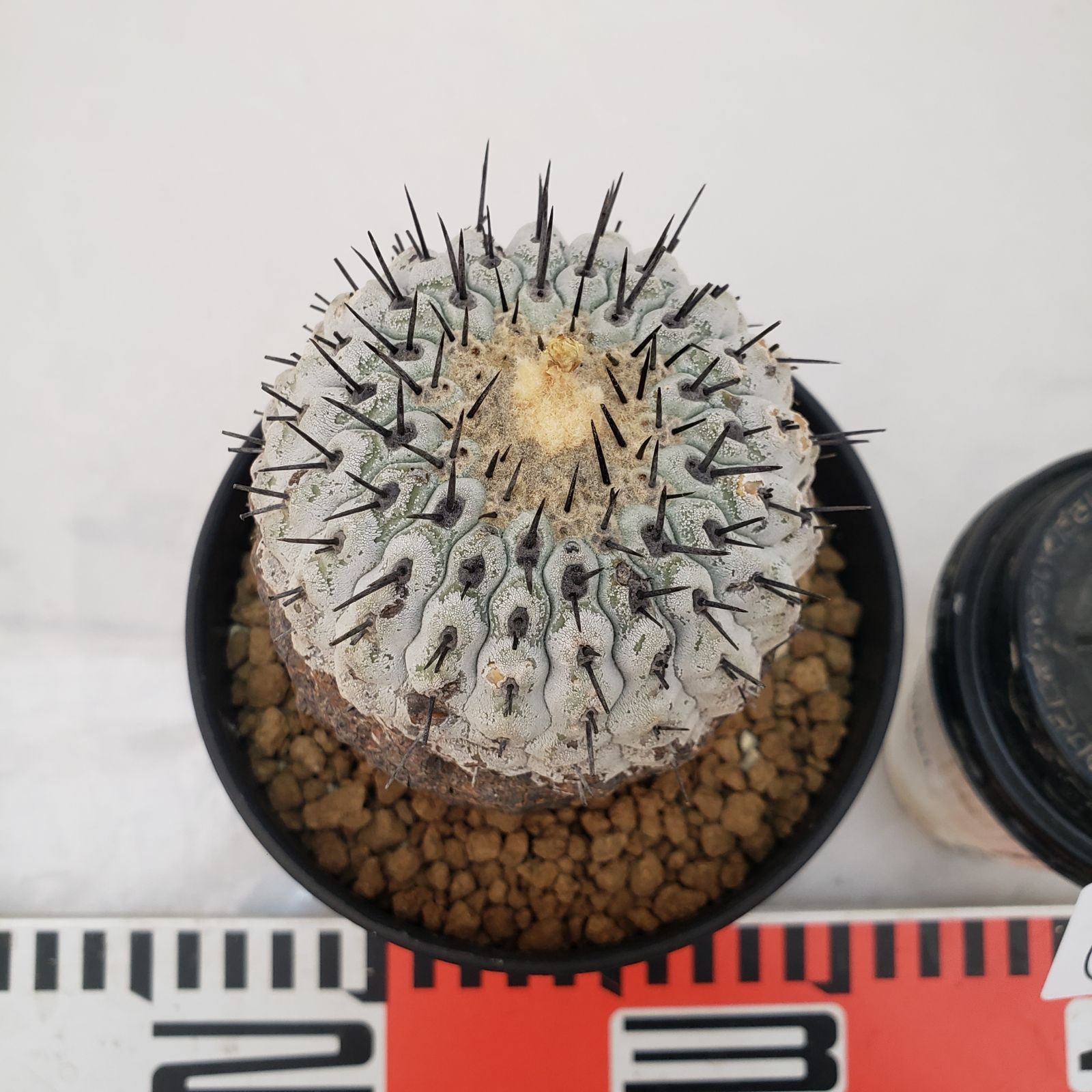 G453【自社養生株】コピアポア コルムナアルバ（発根株・鉢植え