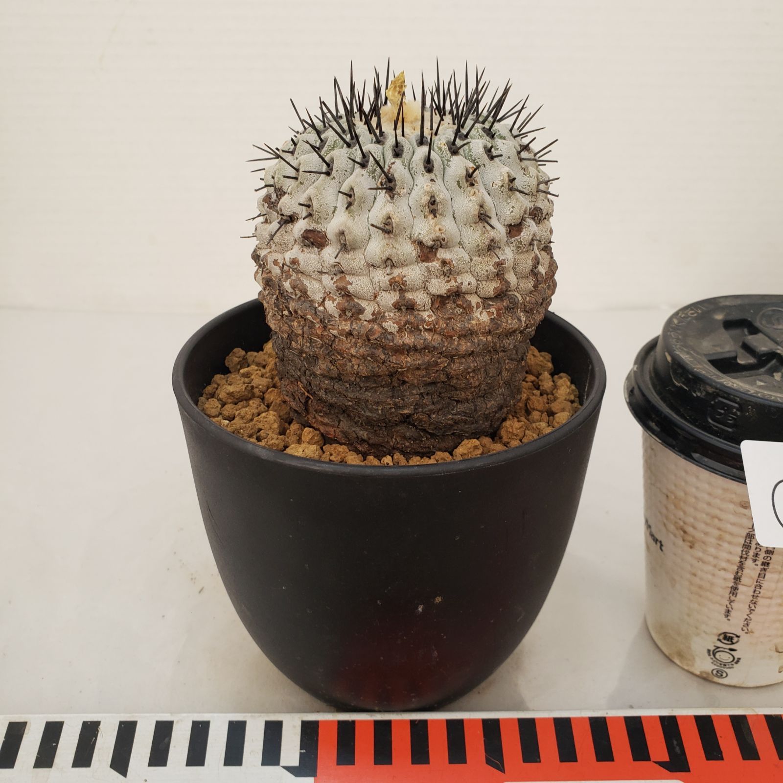 コピアポア　コルムナアルバ コピアポア コルムナ・アルバ（現地球） | hanayoshi-botanical