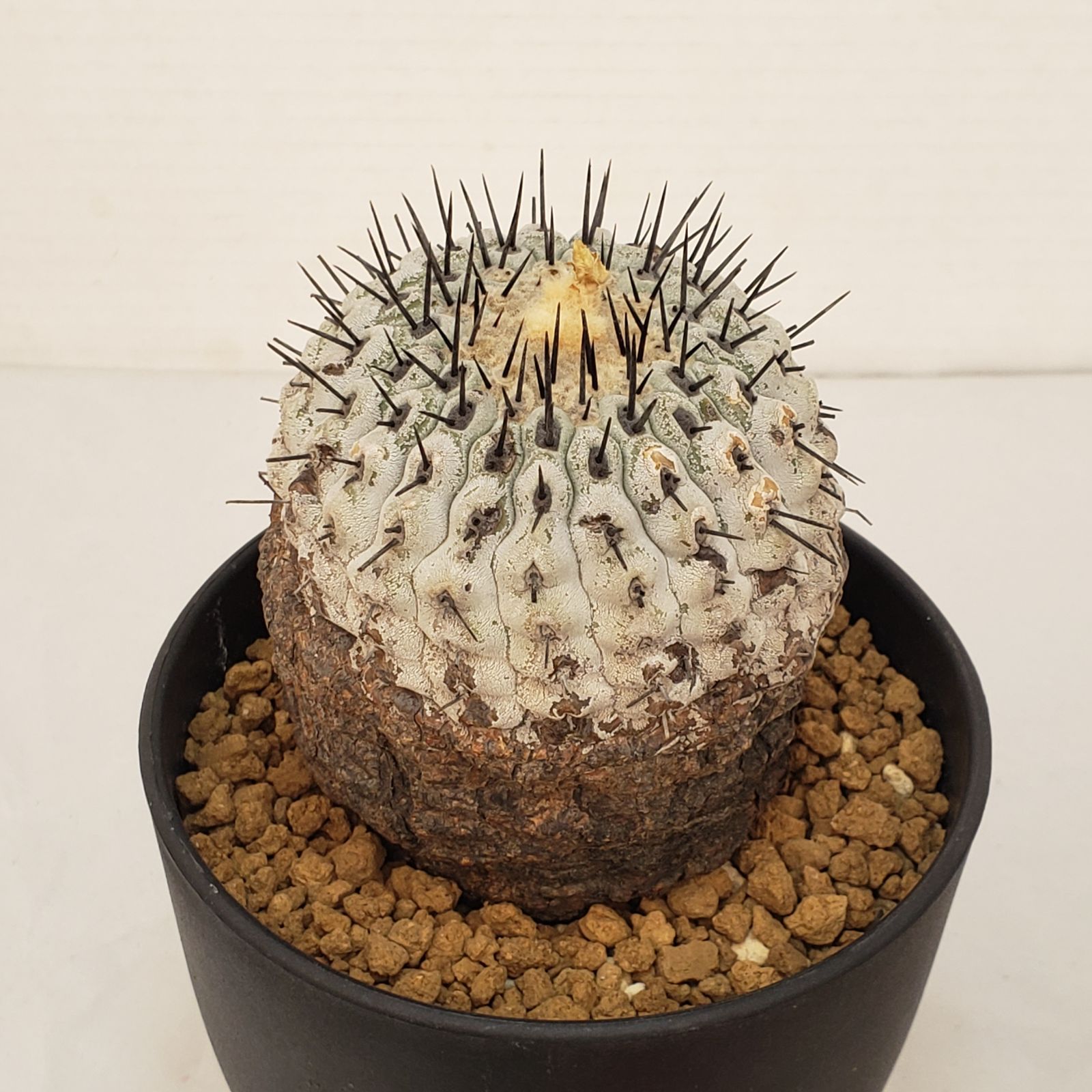 コルムナアルバ 実生 鉢植えメルカリ便送料込み G453【自社養生株】コピアポア コルムナアルバ（発根株・鉢植え