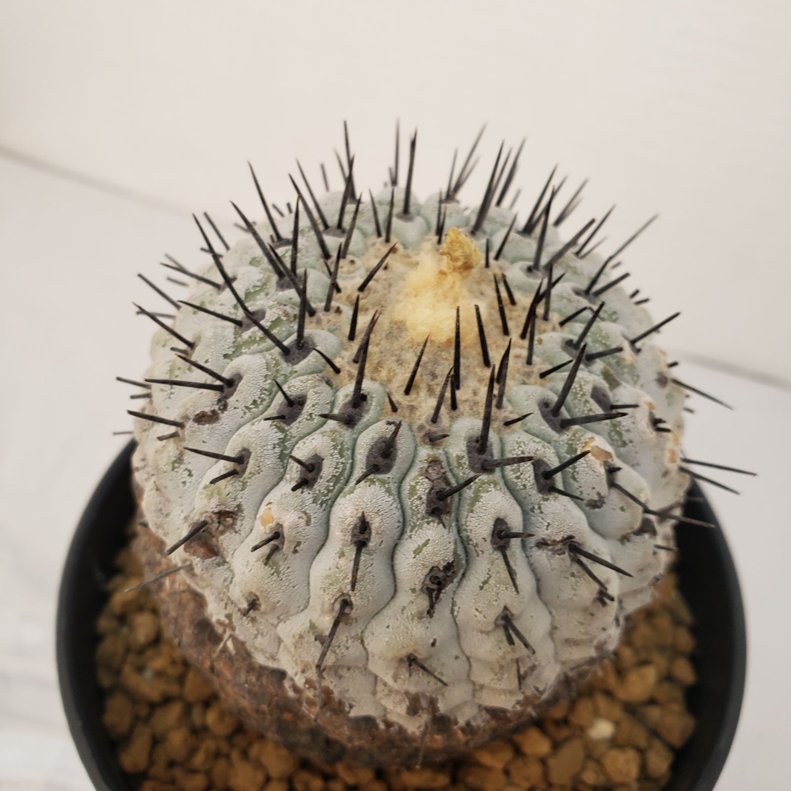 G453【自社養生株】コピアポア コルムナアルバ（発根株・鉢植え