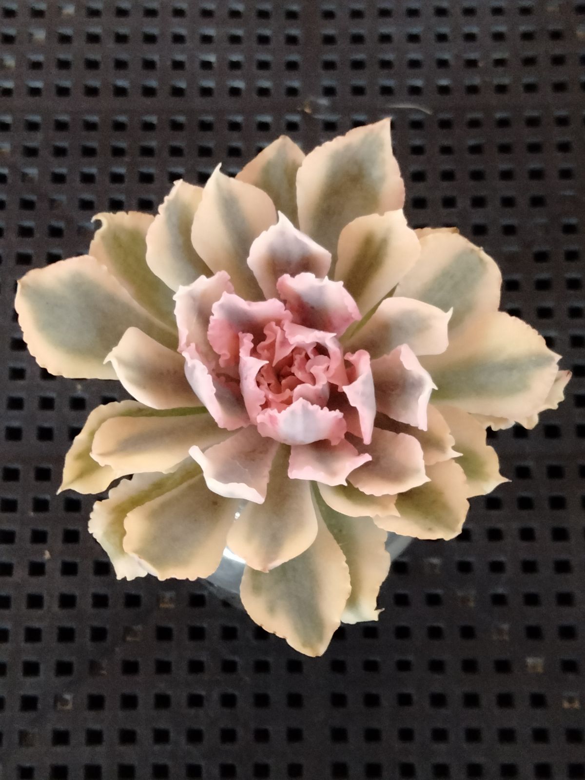 多肉植物 メルカリ便 シャビアナピンクフリル錦 小苗 - メルカリ