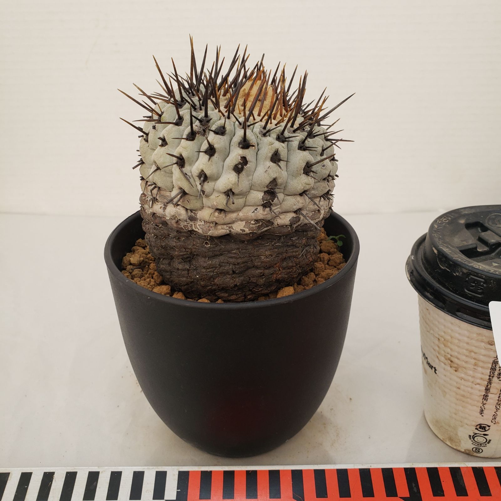 コピアポア・コルムナアルバ　現地株　おまけ付け コピアポア・コルムナアルバ 現地株 おまけ付け コピアポア・コルムナ