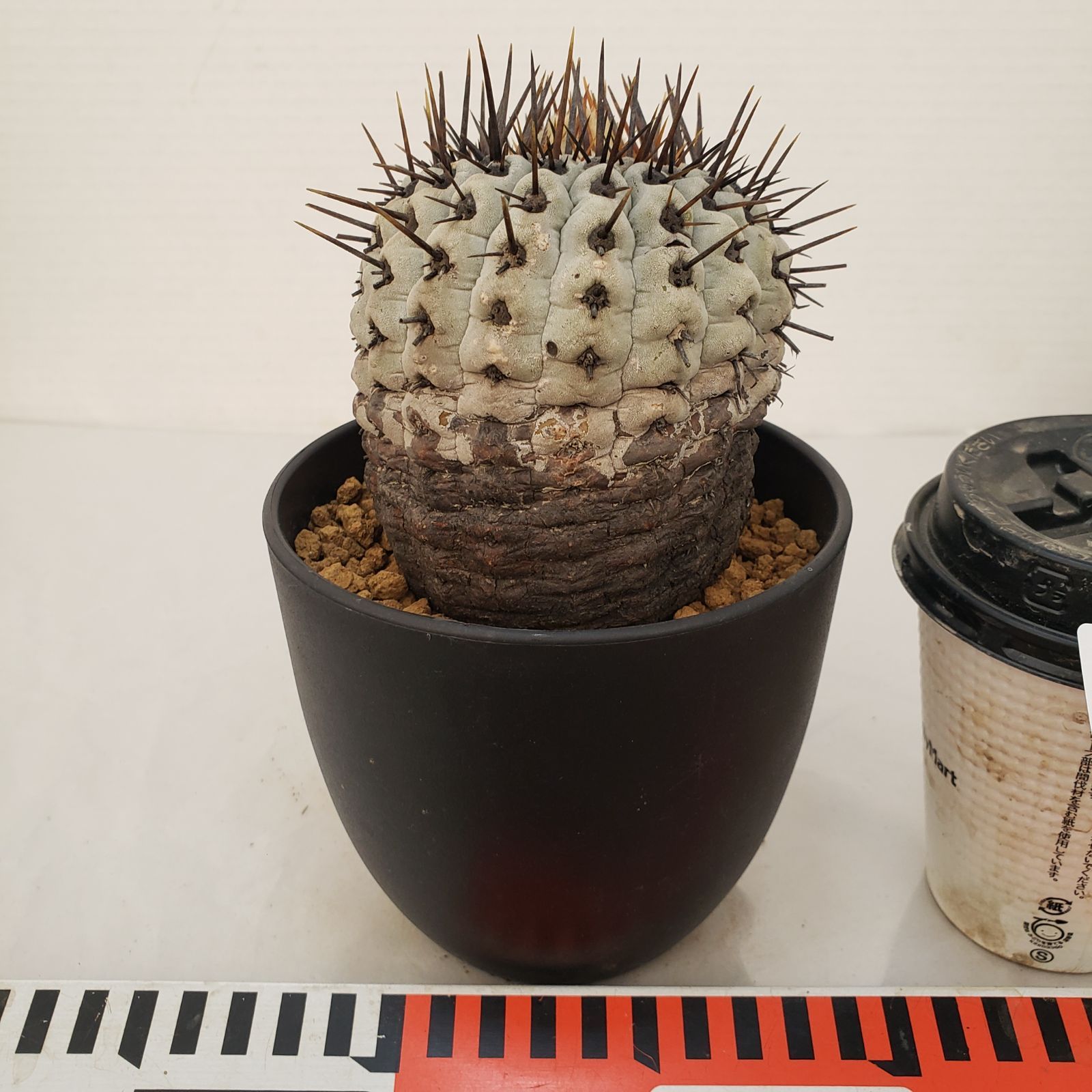 G454【自社養生株】コピアポア コルムナアルバ（発根株・鉢植え