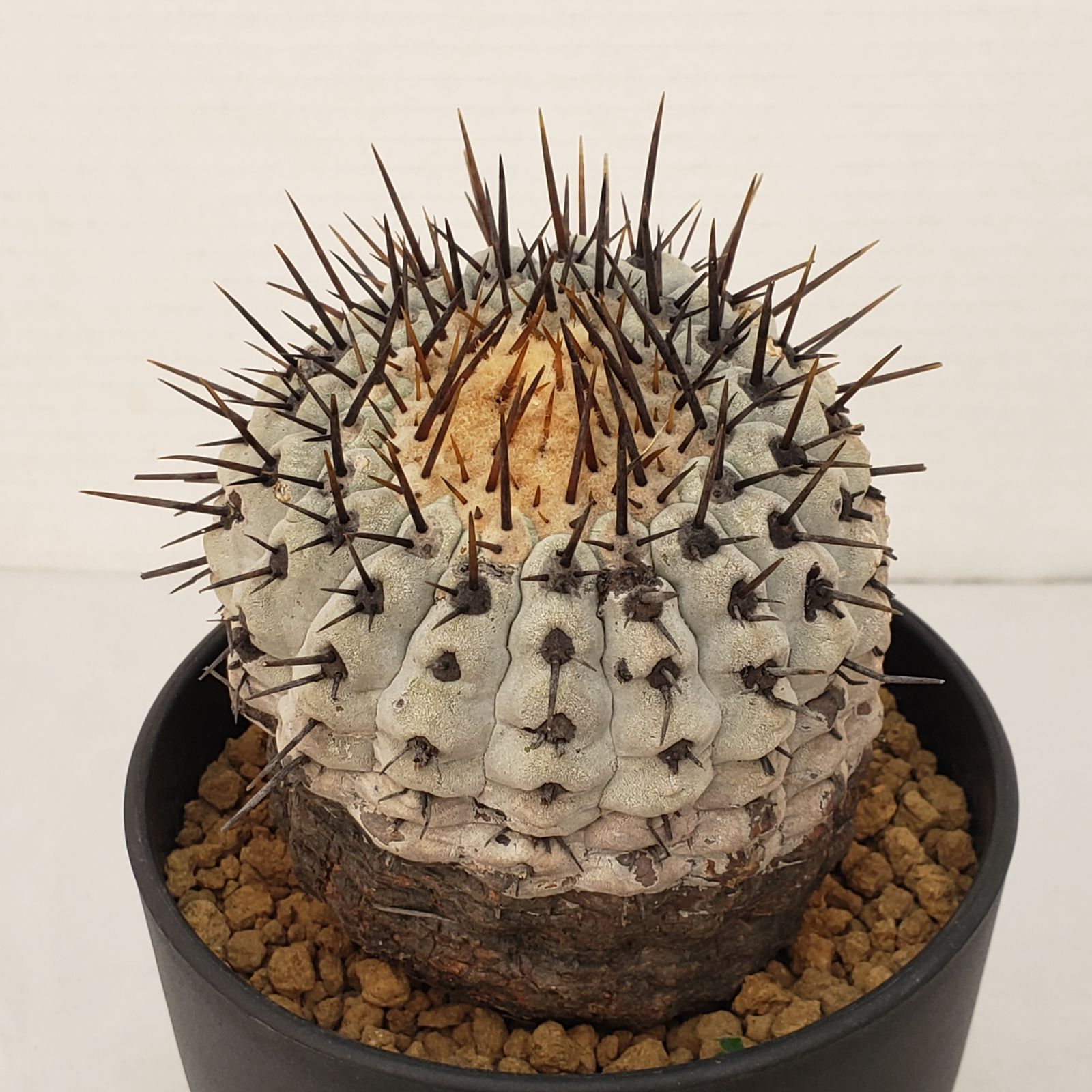 G454【自社養生株】コピアポア コルムナアルバ（発根株・鉢植え