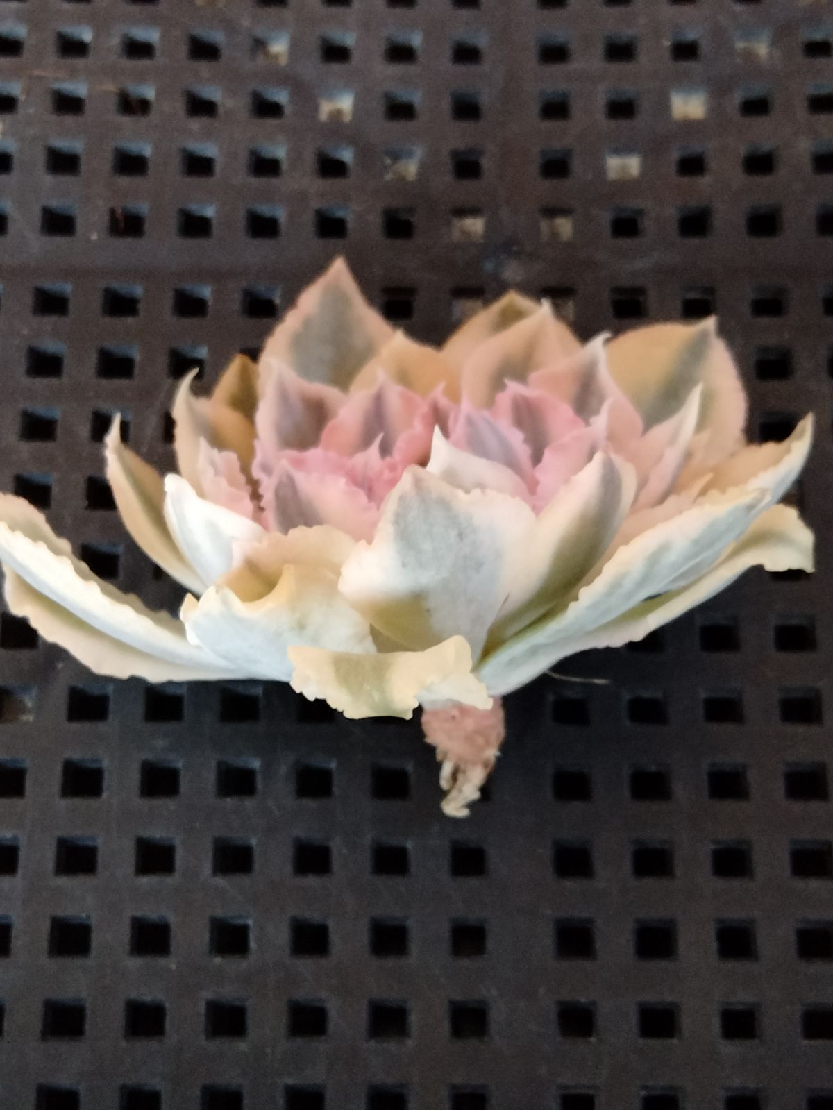 多肉植物 メルカリ便 シャビアナピンクフリル錦 小苗 - メルカリ