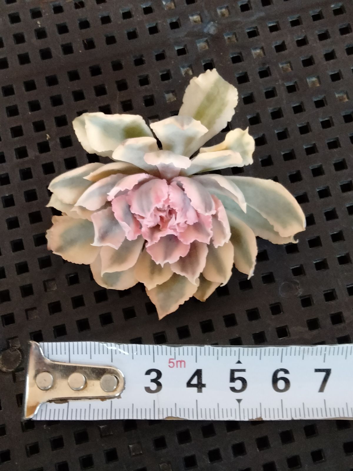 メルカリ便　シャビアナピンクフリル錦　　韓国苗 メルカリ便 シャビアナピンクフリル錦 韓国苗