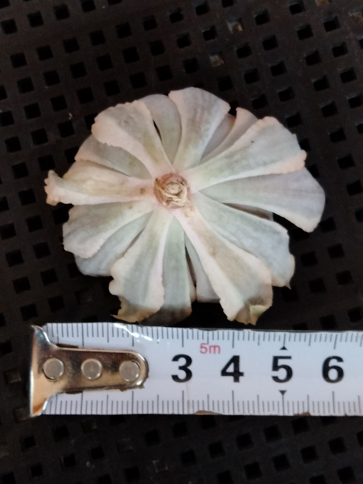 メルカリ便　シャビアナピンクフリル錦　　韓国苗 メルカリ便 シャビアナピンクフリル錦 韓国苗