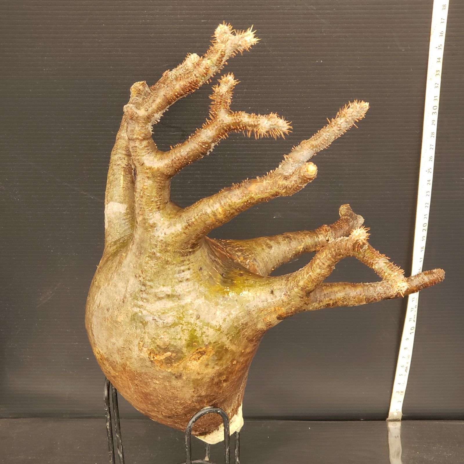 G467【最新到着】Pachypodium グラキリス（ML)（現地球・抜き苗