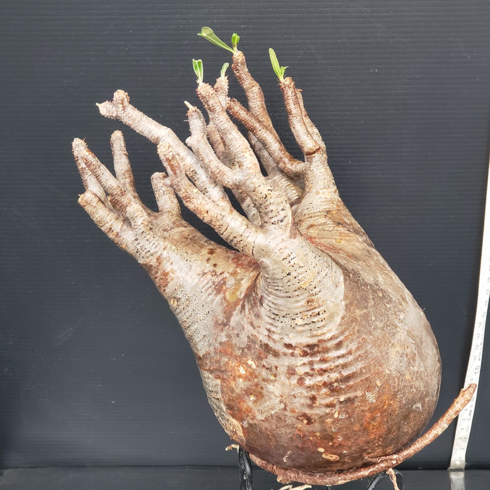 G468【最新到着】Pachypodium グラキリス（L)（現地球・抜き苗）【塊根 