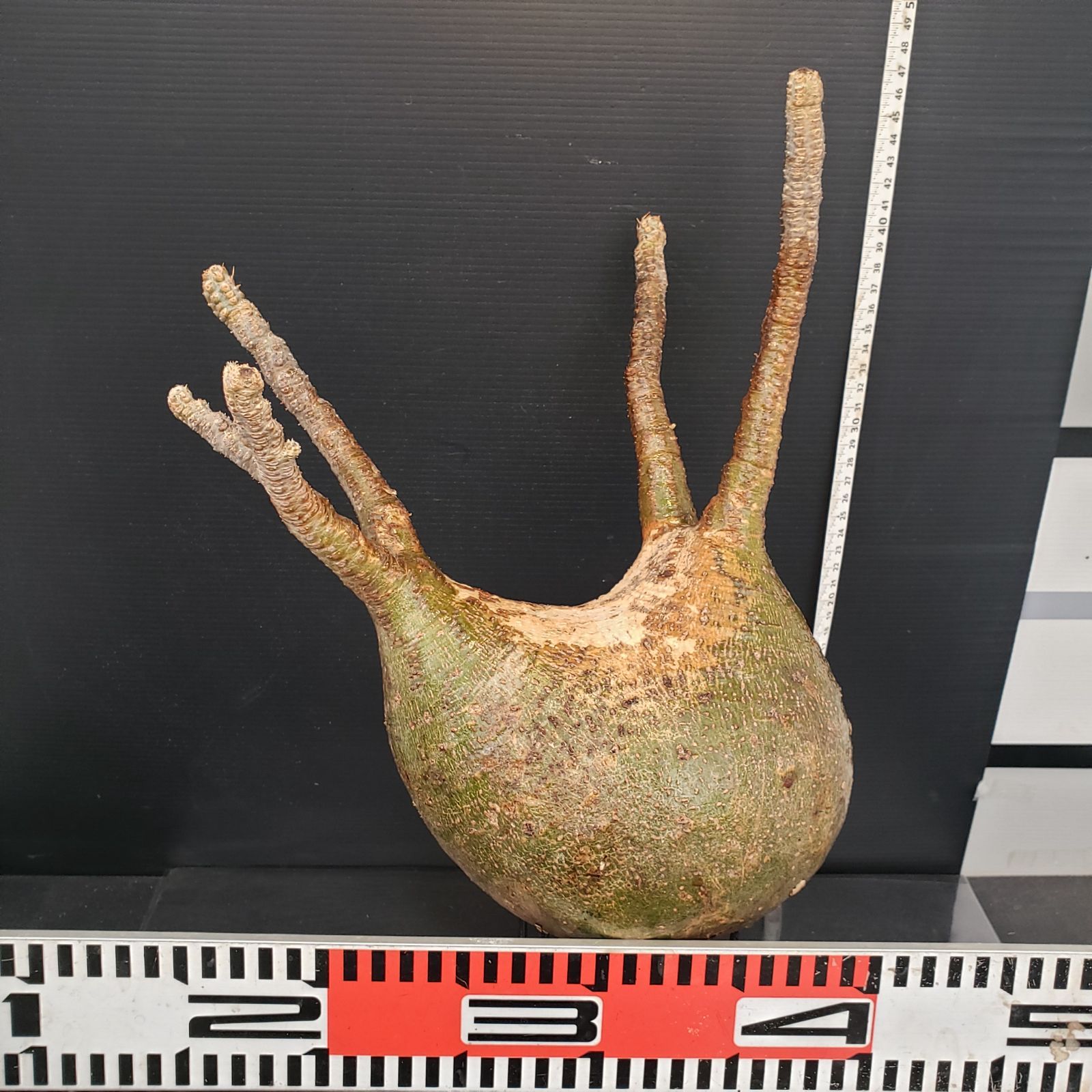 グラキリス　現地球 観葉植物 G470【最新到着】Pachypodium グラキリス（L)（現地球・抜き