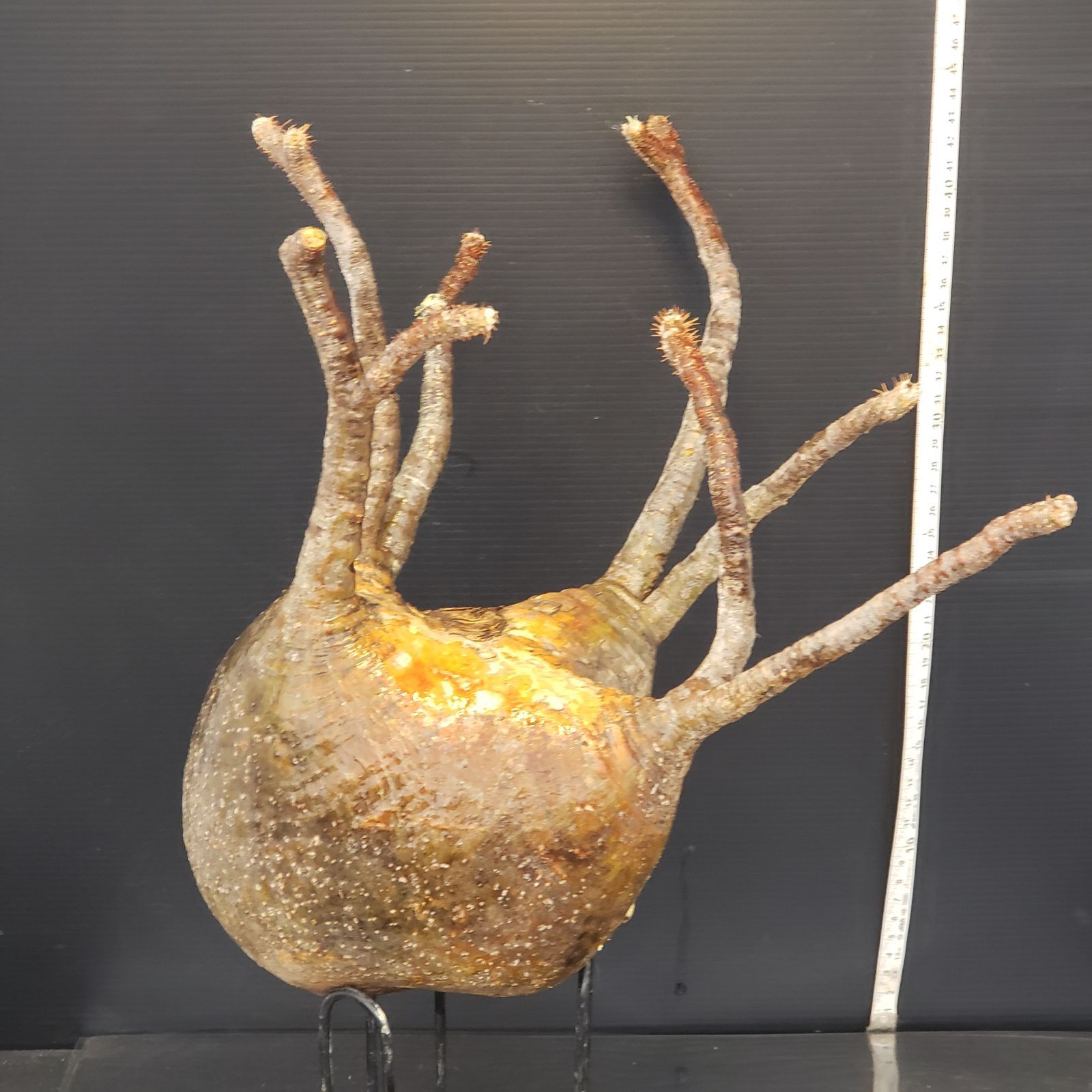 現地球　☆発根済み☆ 抜き苗発送　パキポディウムグラキリ ☆発根済み☆ 抜き苗発送 パキポディウムグラキリ 園芸ネット本店