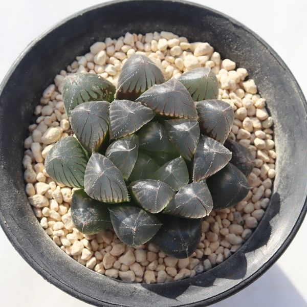 氷灯オブツーサ TK12-33 ハオルチア 写真の子をお届け 多肉植物