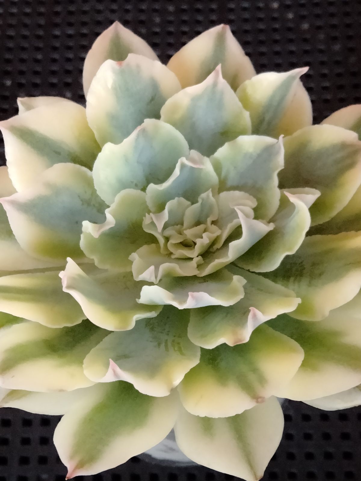 メルカリ便　フィレンツェ錦　韓国苗 多肉植物 メルカリ便 フィレンツェ錦 覆輪 - メルカリ