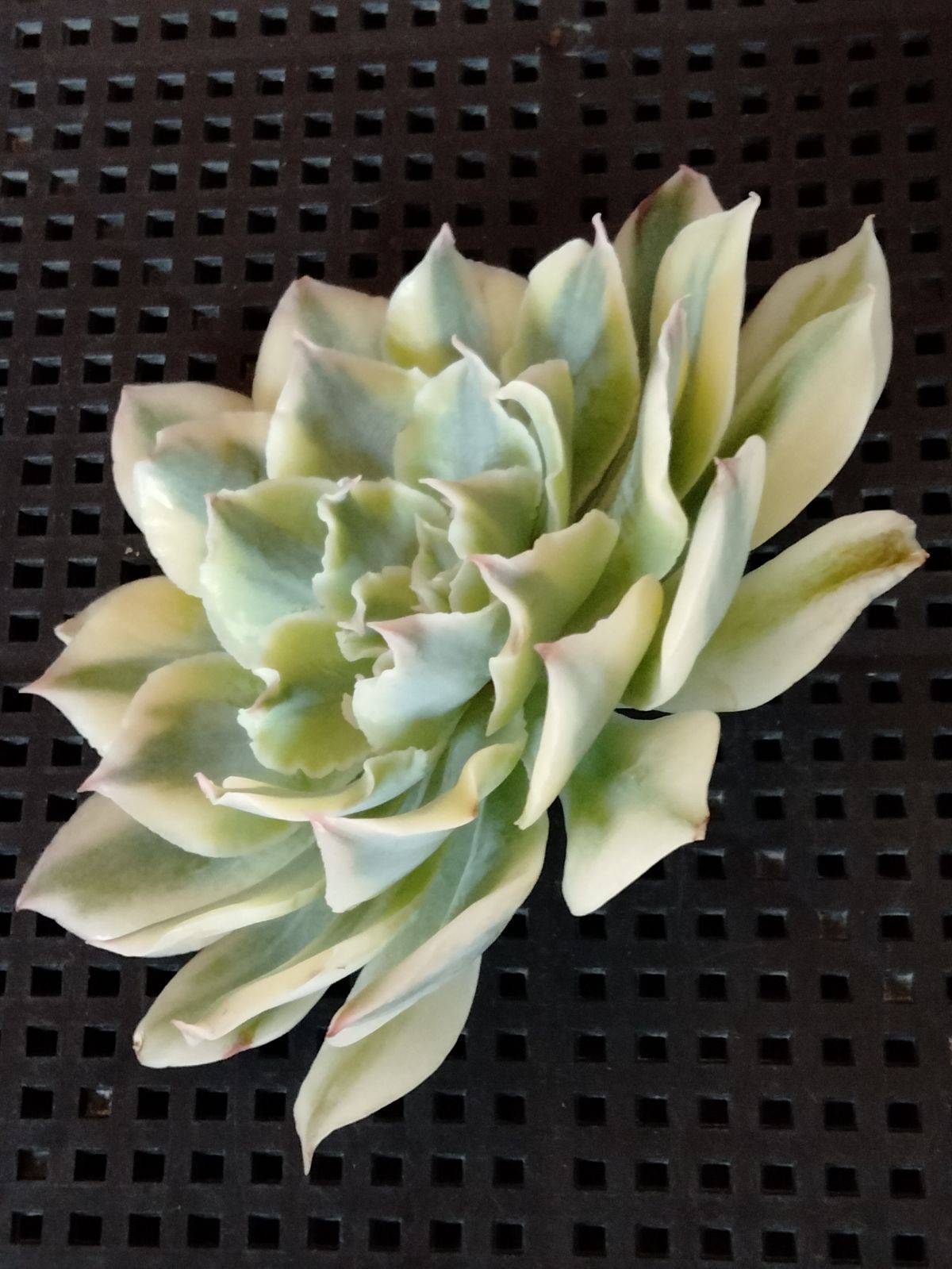 多肉植物 メルカリ便 フィレンツェ錦 覆輪 - メルカリ