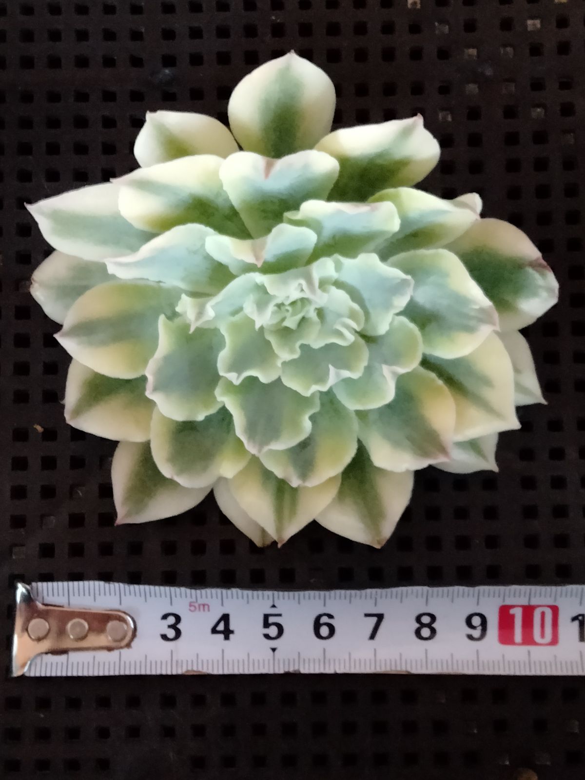 多肉植物 メルカリ便 フィレンツェ錦 覆輪 - メルカリ