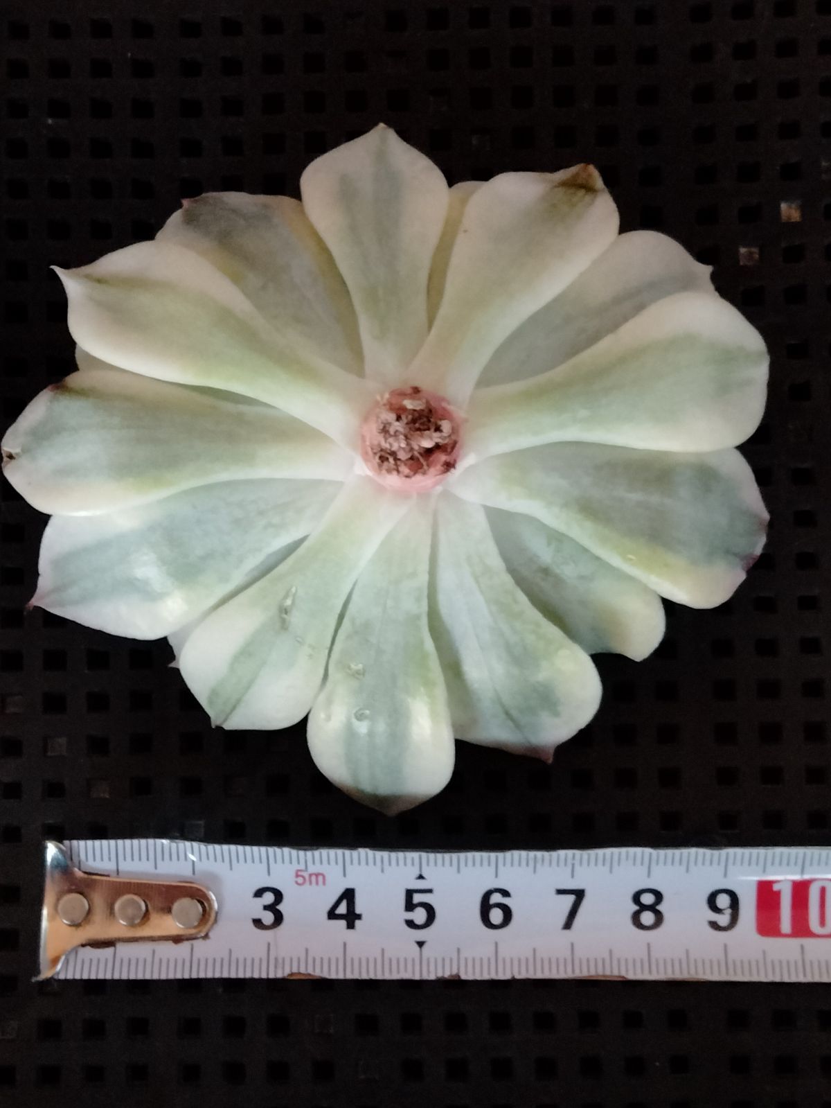 多肉植物 メルカリ便 フィレンツェ錦 覆輪 - メルカリ