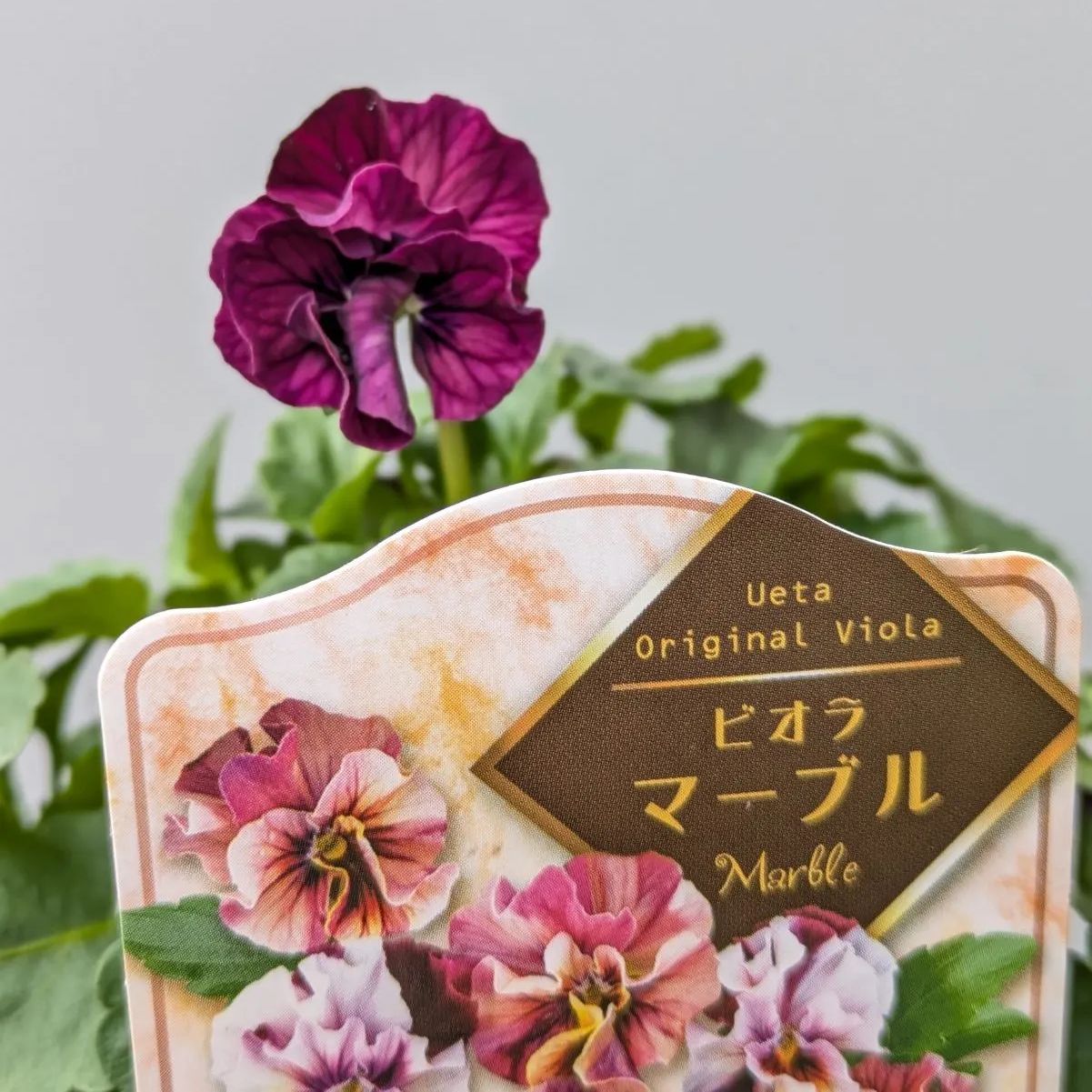 ビオラ マーブル 【現品発送】2ポットセット - メルカリ