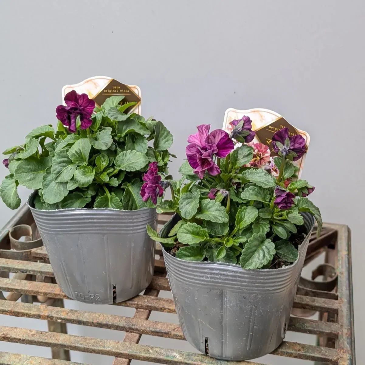 ビオラ マーブル 【現品発送】2ポットセット - メルカリ
