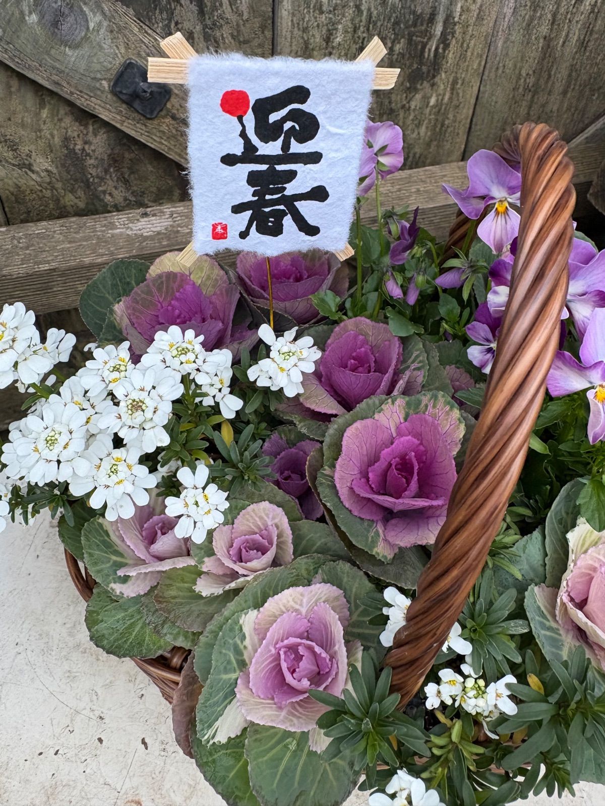 迎春寄せ植え① - メルカリ