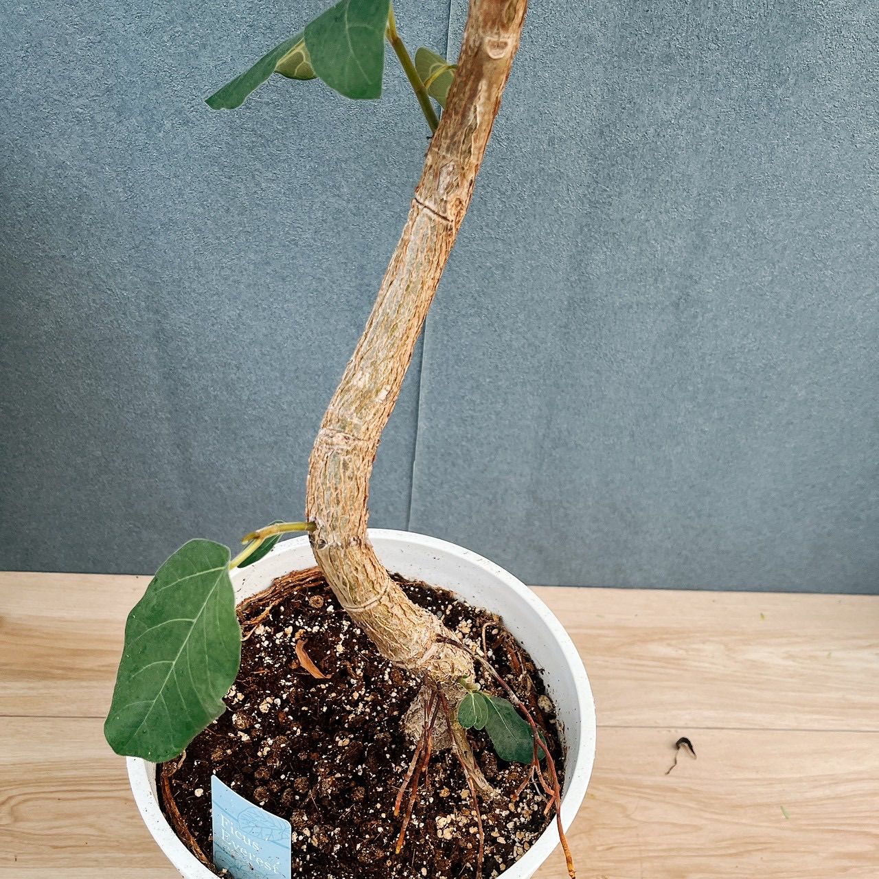 フィカス エベレスト 曲がり 10号 フィカス エベレスト 曲がり 10号