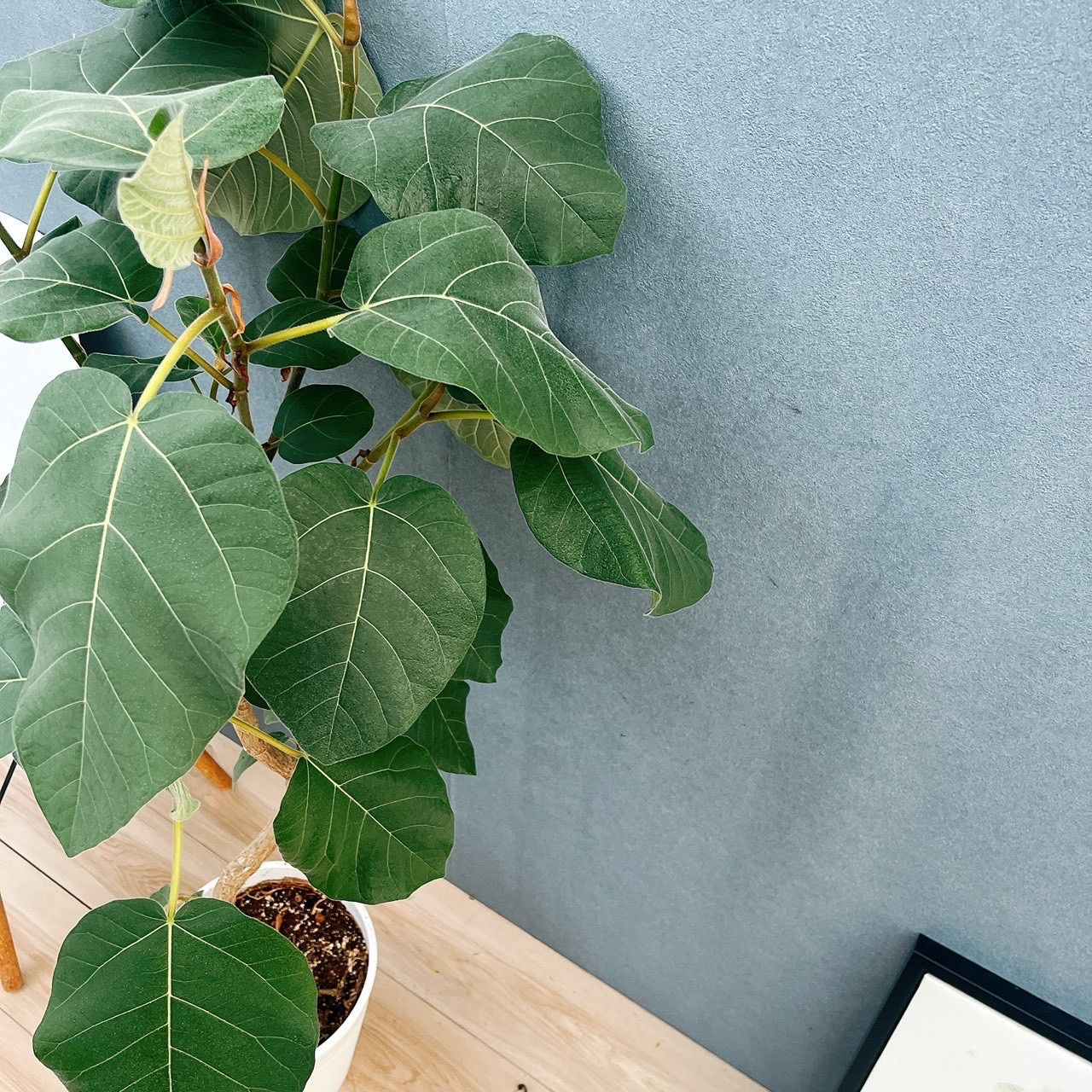 現品］【珍しい】80番 フィカス エベレスト 曲がり 7号 観葉植物 室内