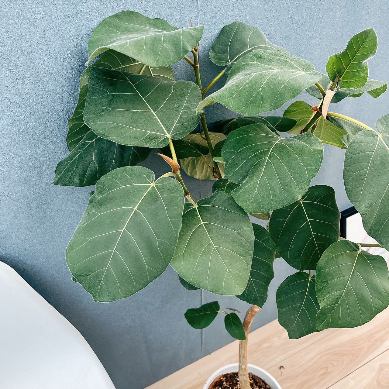 フィカス エベレスト 曲がり 10号 フィカス エベレスト 曲がり 10号