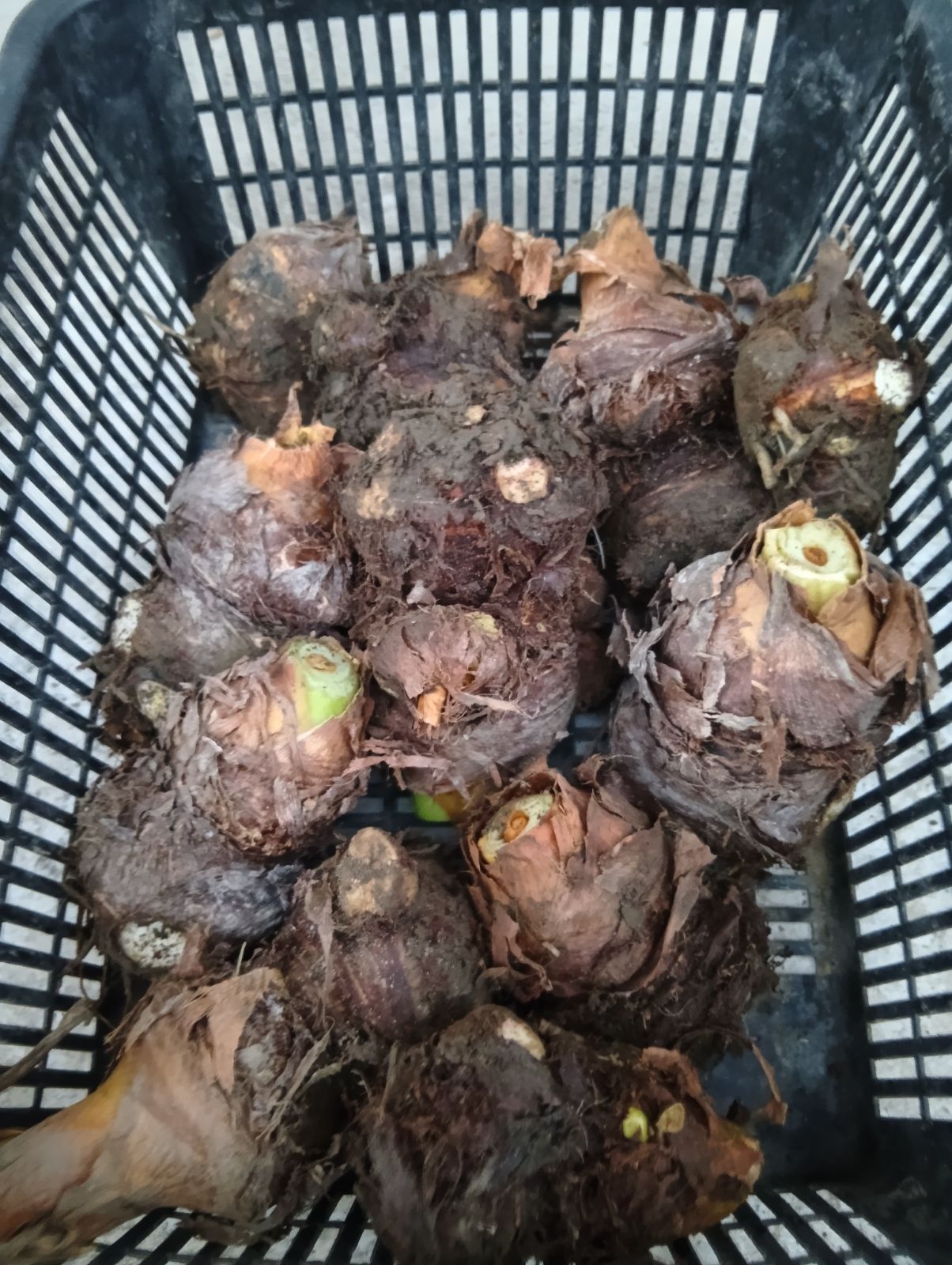 岐阜県産 里芋 親芋 約2kg 農薬不使用 - メルカリ