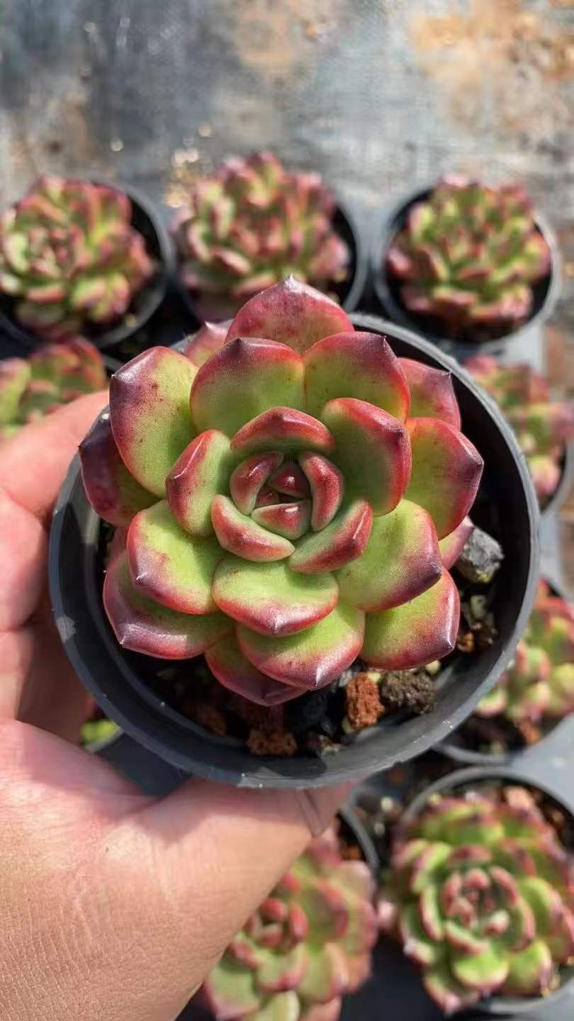 新規オープン記念 スノームーン×36株 多肉植物 エケベリア セダム