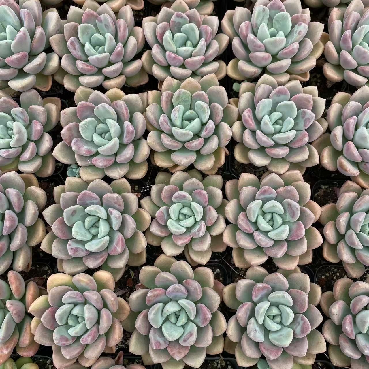 新規オープン記念 オオゴマダラジカ×54株 多肉植物 エケベリア セダム