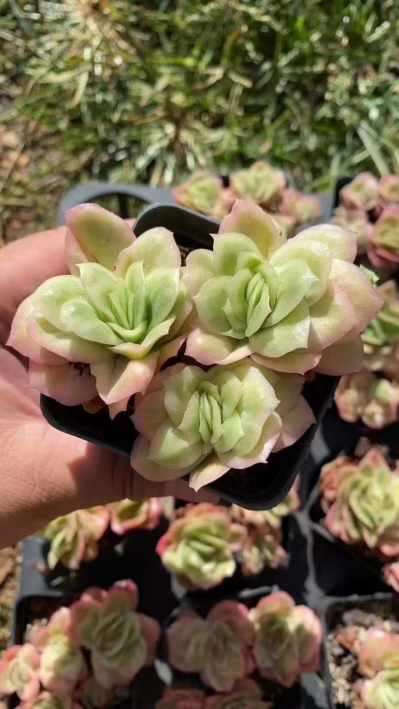 ✨ローズアイスプラム✨ ランダム配送 カット苗 寄せ植え 多肉植物 ✨ローズアイスプラム✨ ランダム配送 カット苗 寄せ植え 多肉植物