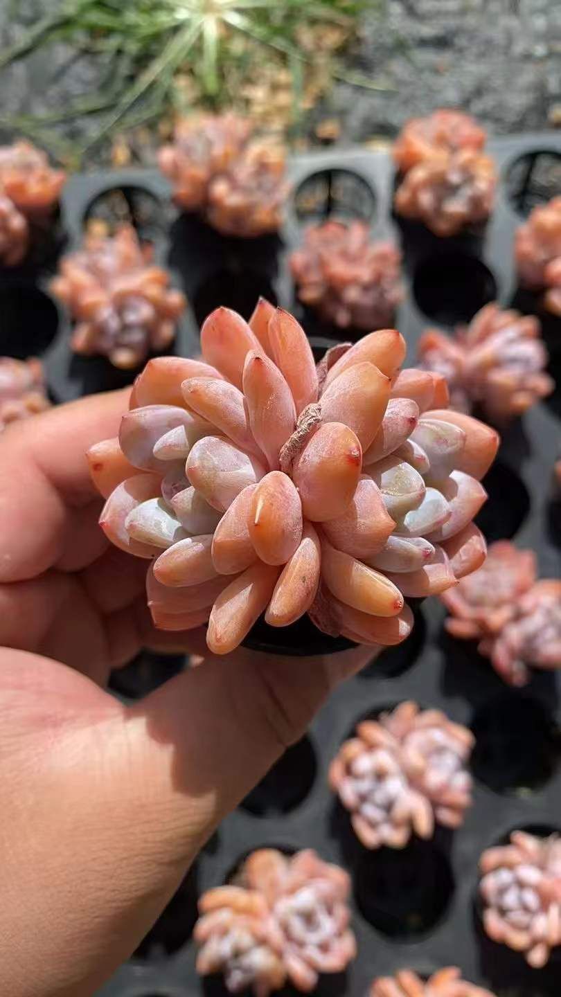 新規オープン記念 スノーエンジェル2頭×60株 多肉植物 エケベリア セダム アエオニウム 韓国苗 寄せ植え 詰め合わせ RC 2089