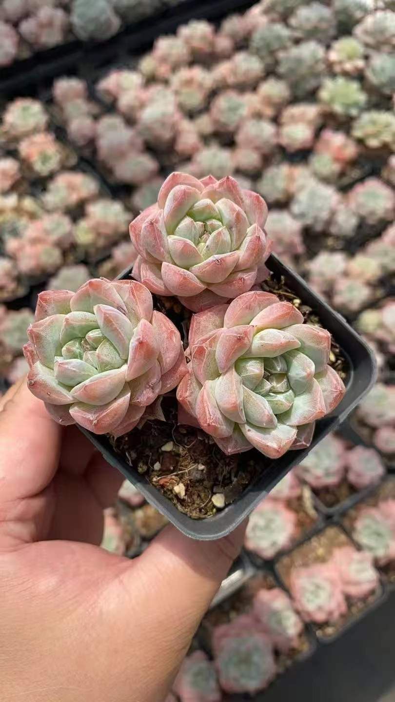 新規オープン記念 ピンククリスタル×50株 多肉植物 エケベリア セダム アエオニウム 韓国苗 寄せ植え 詰め合わせ RC 2095