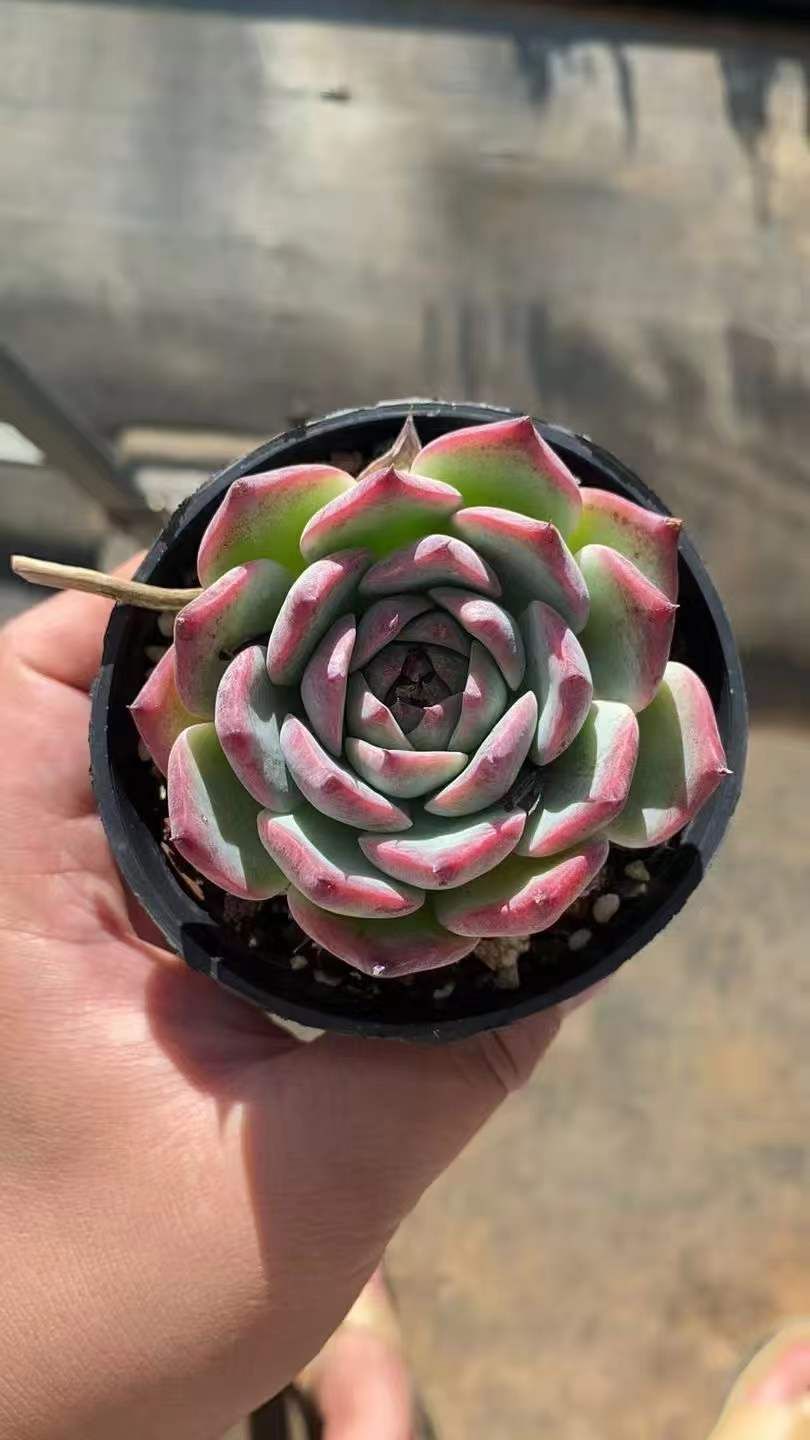 エケベリア・セダム peche 新規オープン記念 チワワ×18株 多肉植物 エケベリア セダム