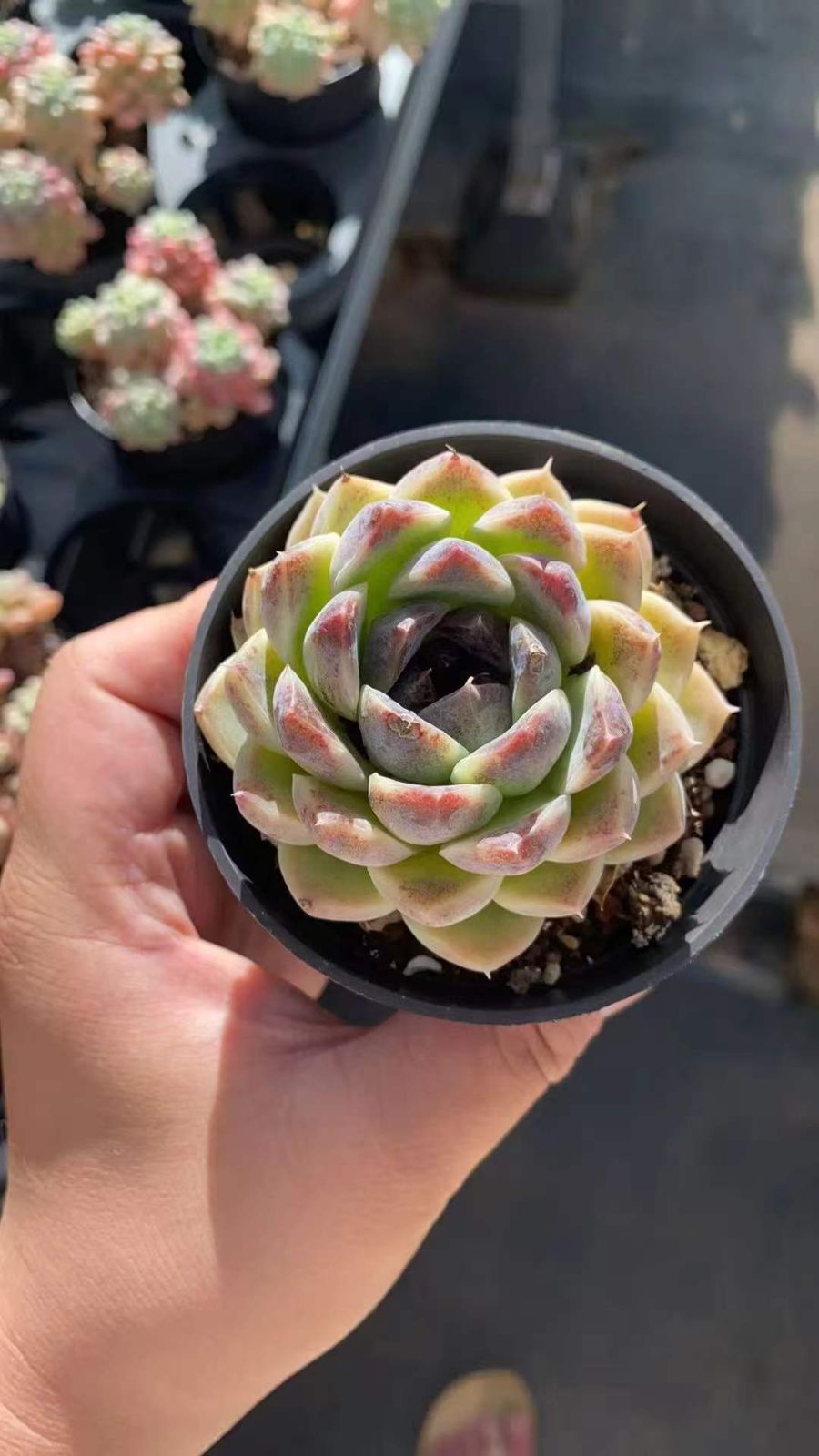 エケベリア・セダム *&*&* 新規オープン記念 ブラッククリスタル×18株 多肉植物 エケベリア