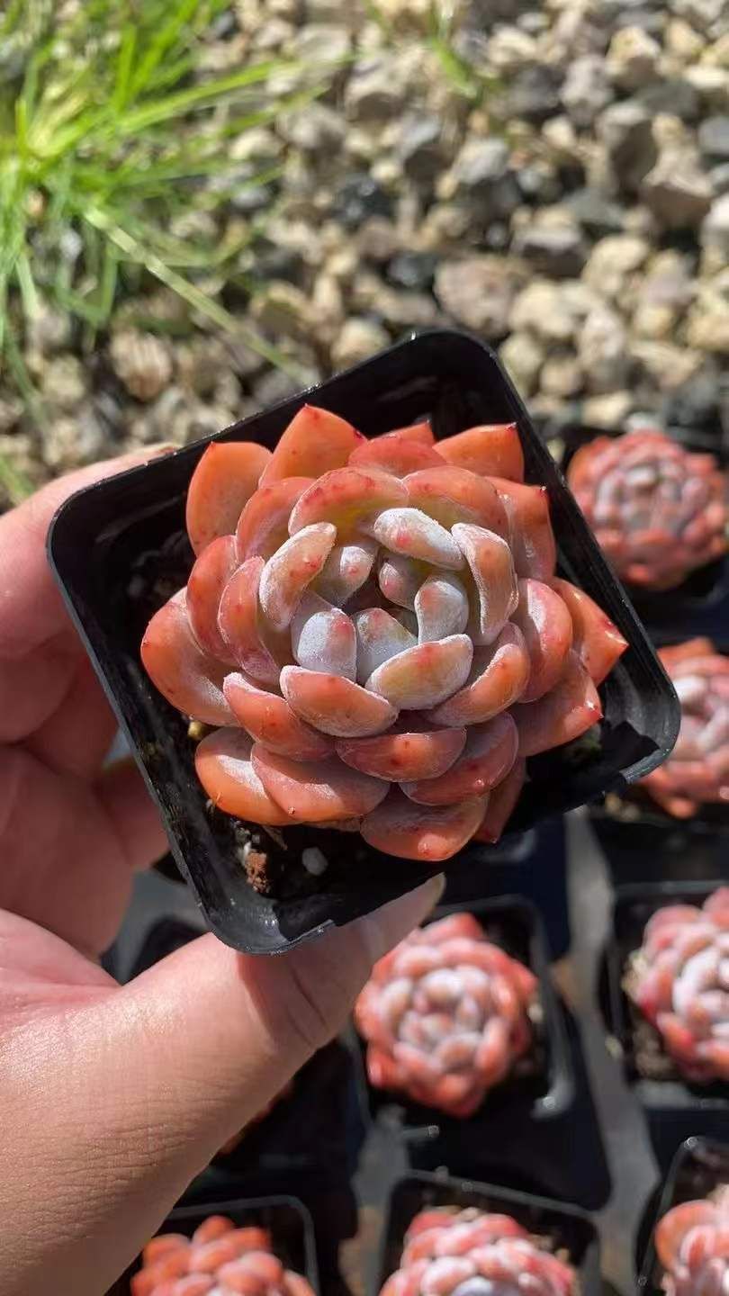 新規オープン記念 スノーエンジェル×50株 多肉植物 エケベリア セダム アエオニウム 韓国苗 寄せ植え 詰め合わせ RC 2111