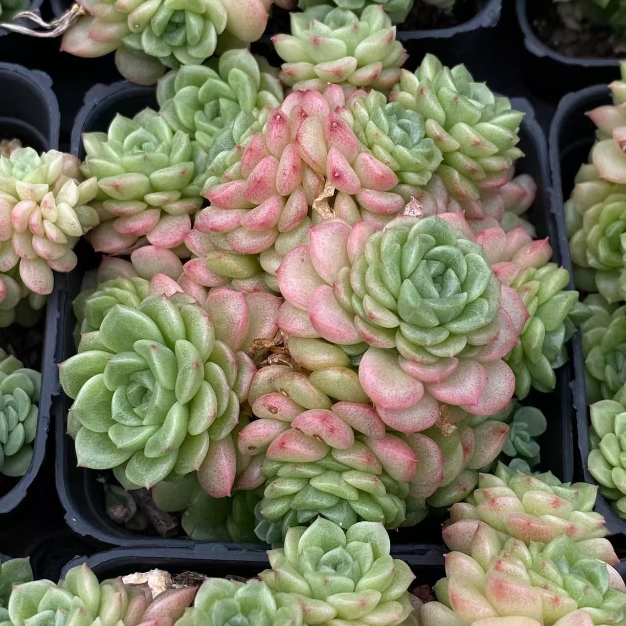 新規オープン記念 宝石ジェニー群×54株 多肉植物 エケベリア セダム