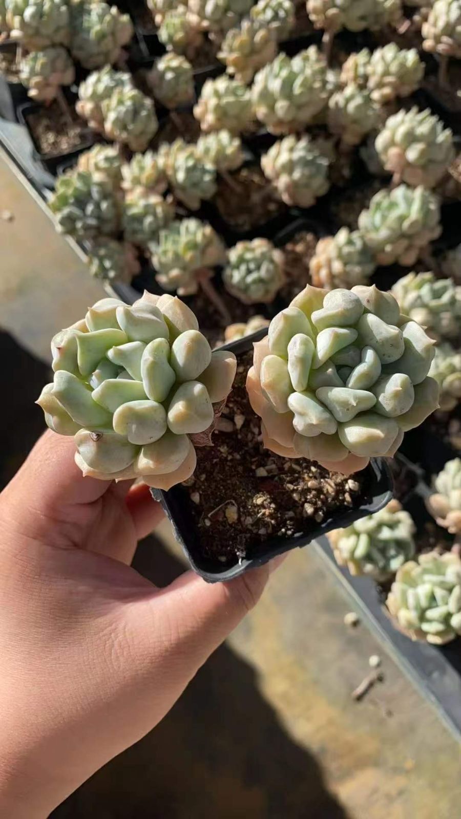 新規オープン記念 超クリーム2頭×50株 多肉植物 エケベリア セダム アエオニウム 韓国苗 寄せ植え 詰め合わせ RC 2102