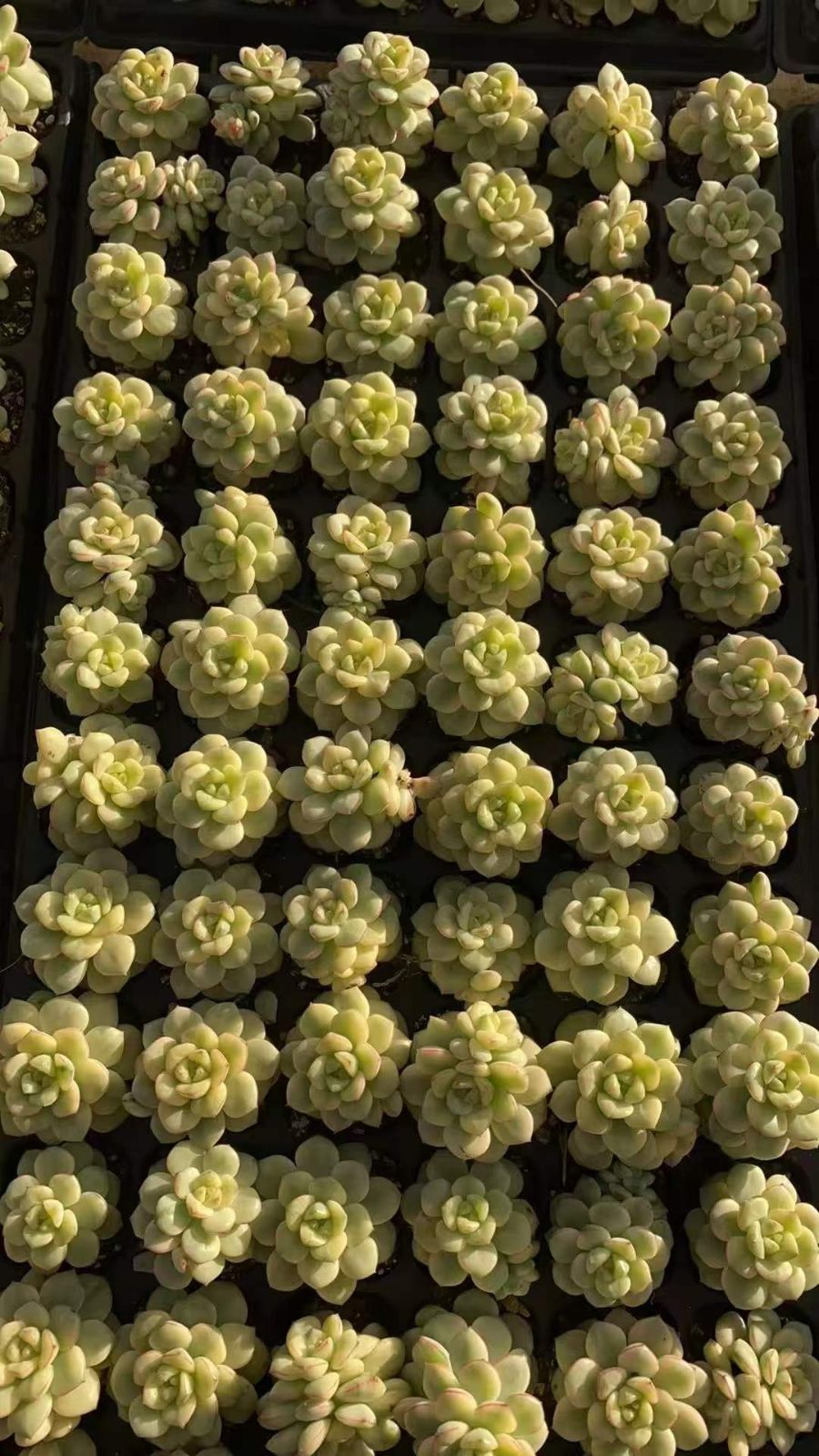 新規オープン記念 タンゴ錦×72苗 多肉植物 エケベリア セダム