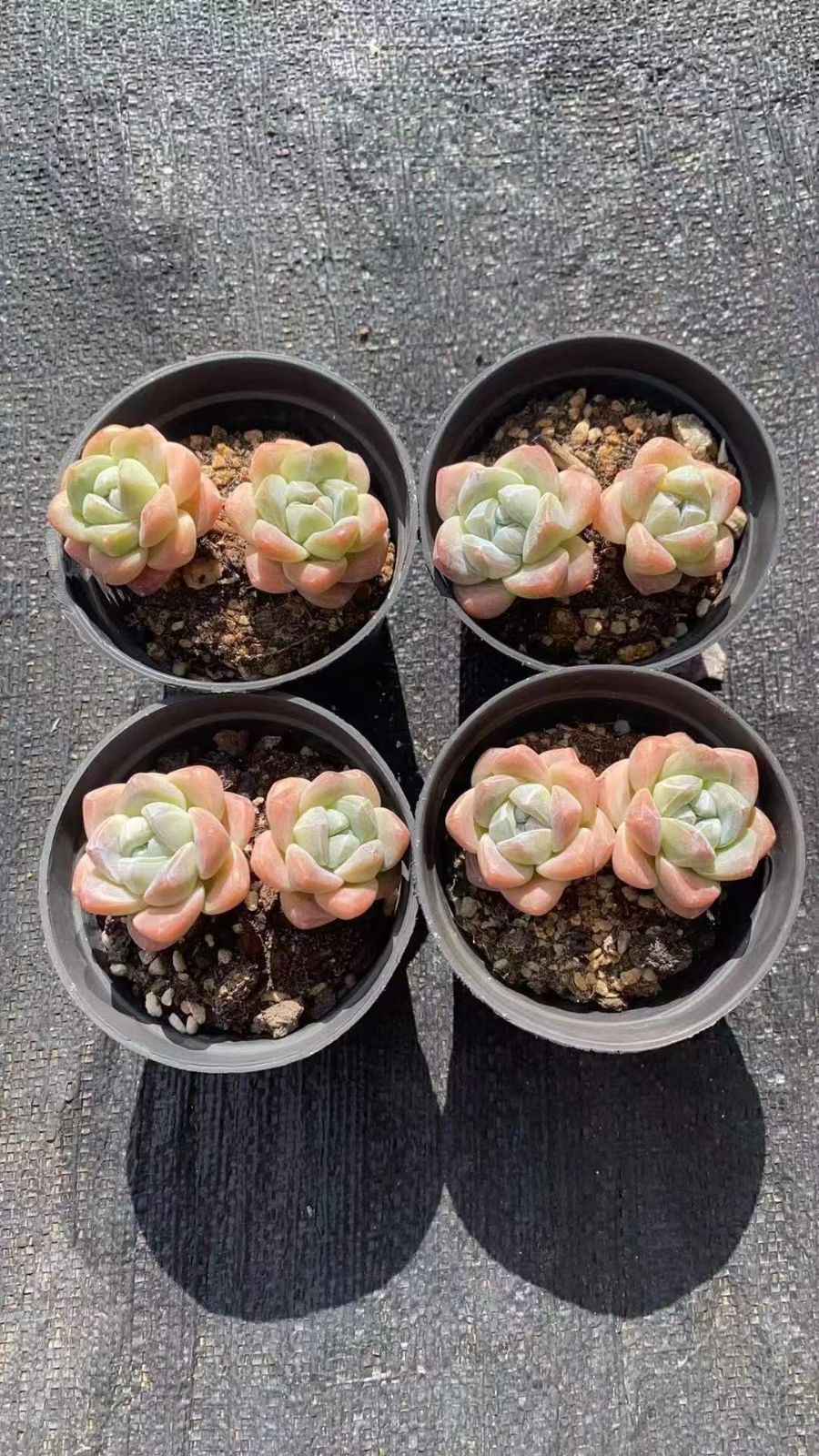 新規オープン記念 アイスグリーン×18株 多肉植物 エケベリア セダム