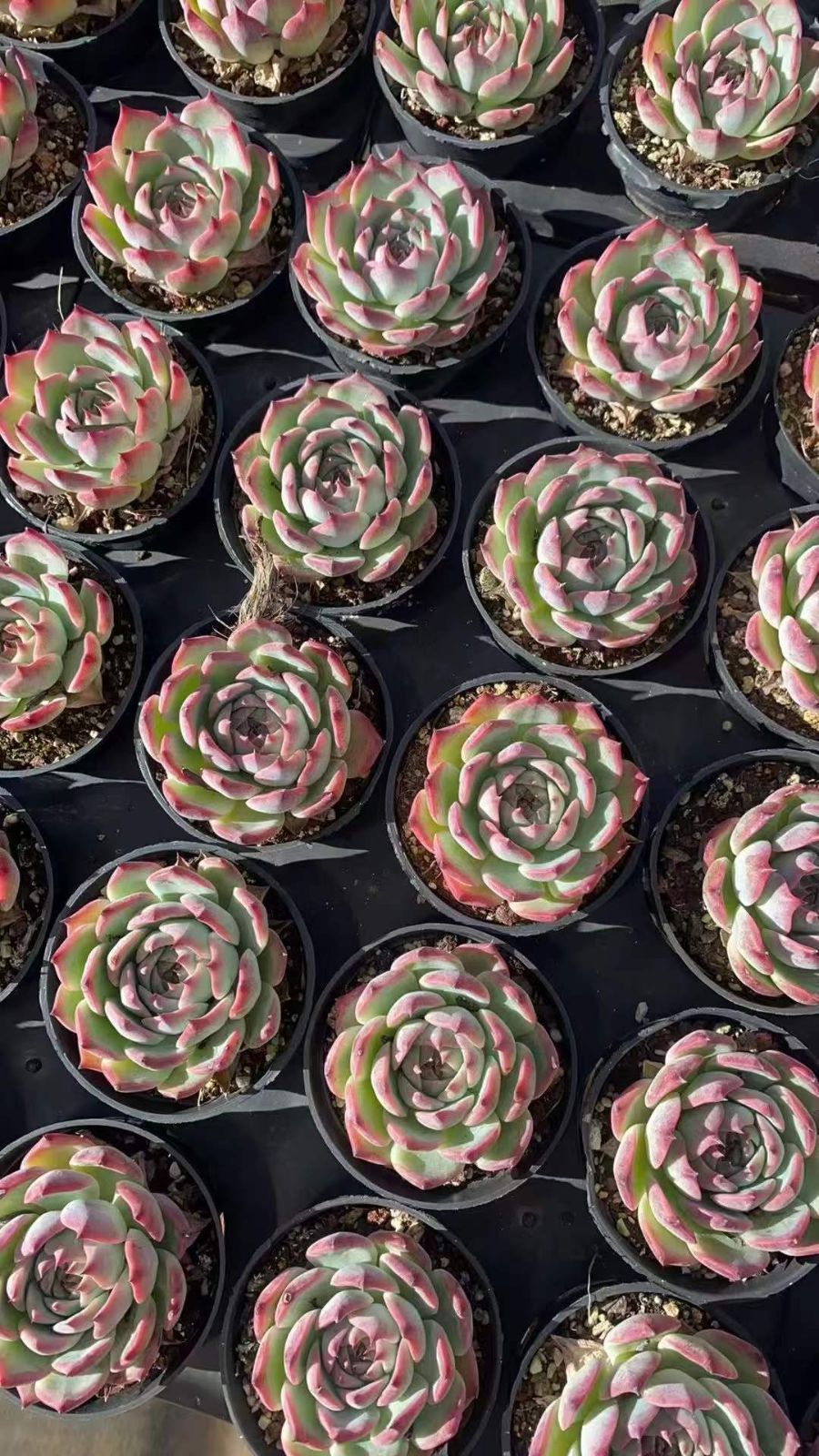 新規オープン記念 チワワ×18株 多肉植物 エケベリア セダム