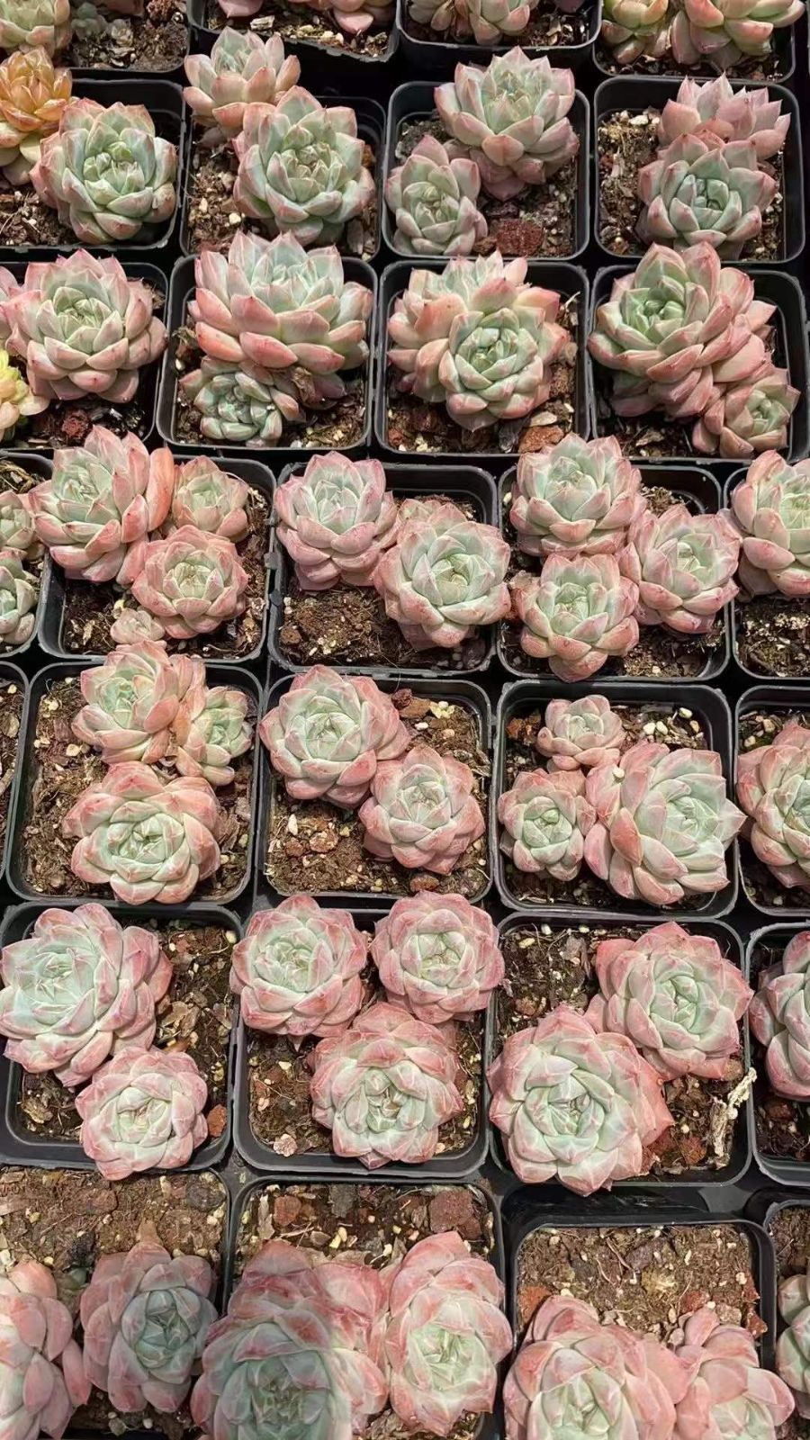 新規オープン記念 ピンククリスタル 50株 多肉植物 エケベリア セダム アエオニウム 韓国苗 寄せ植え 詰め合わせ RC 2095