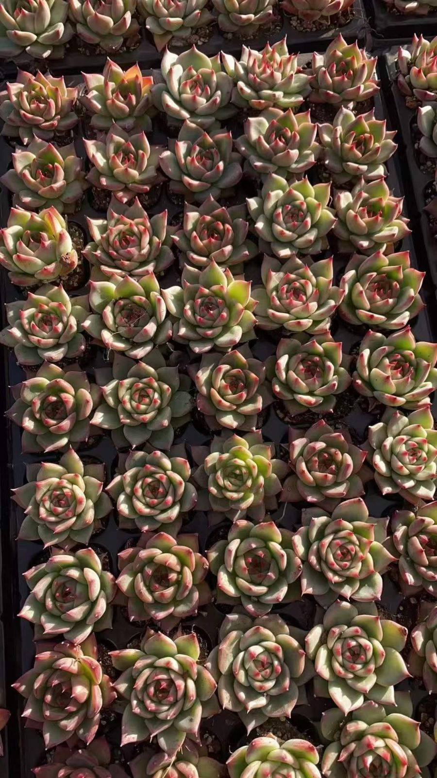 新規オープン記念 プッローラ×50苗 多肉植物 エケベリア セダム