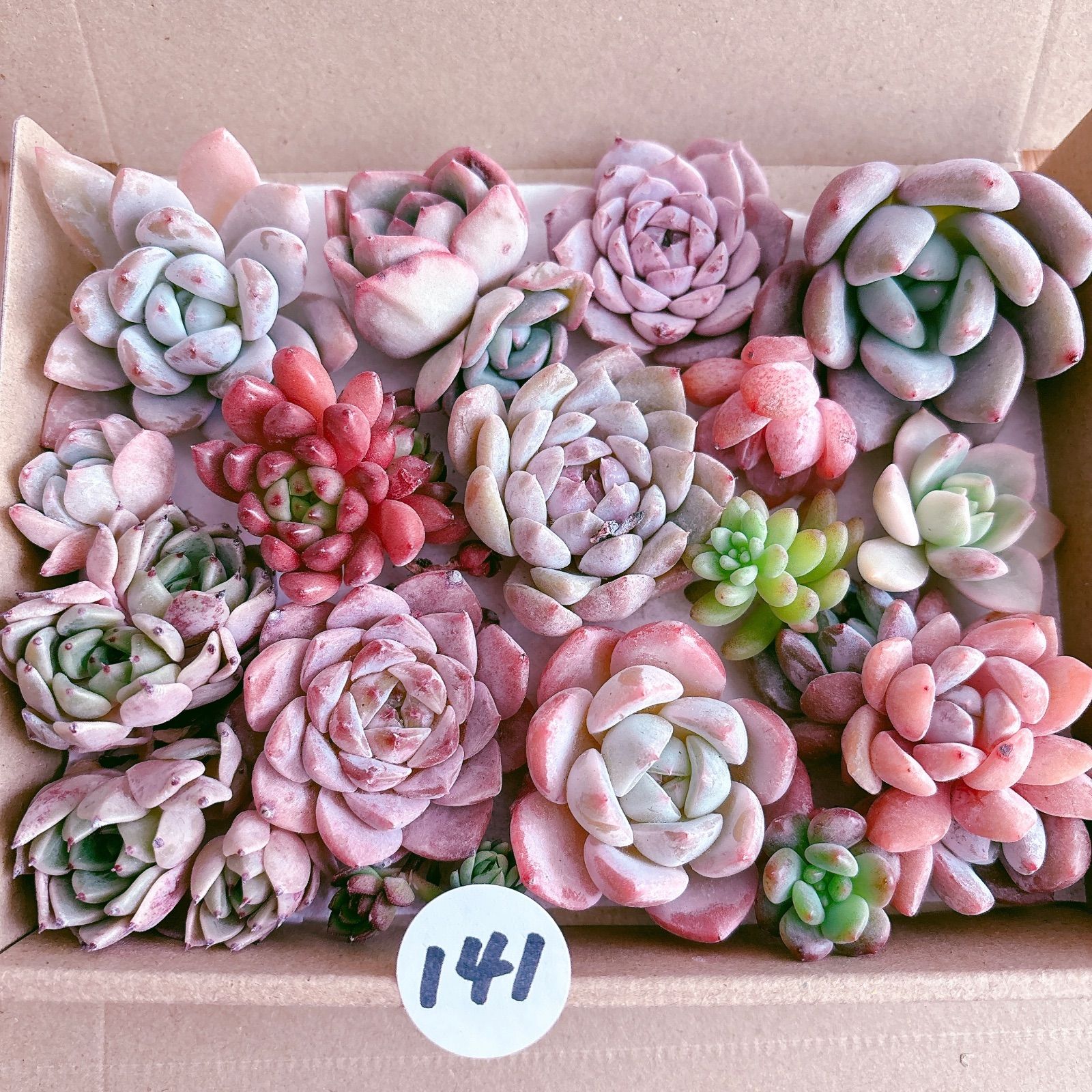 141 多肉植物寄せ植えセット - メルカリ