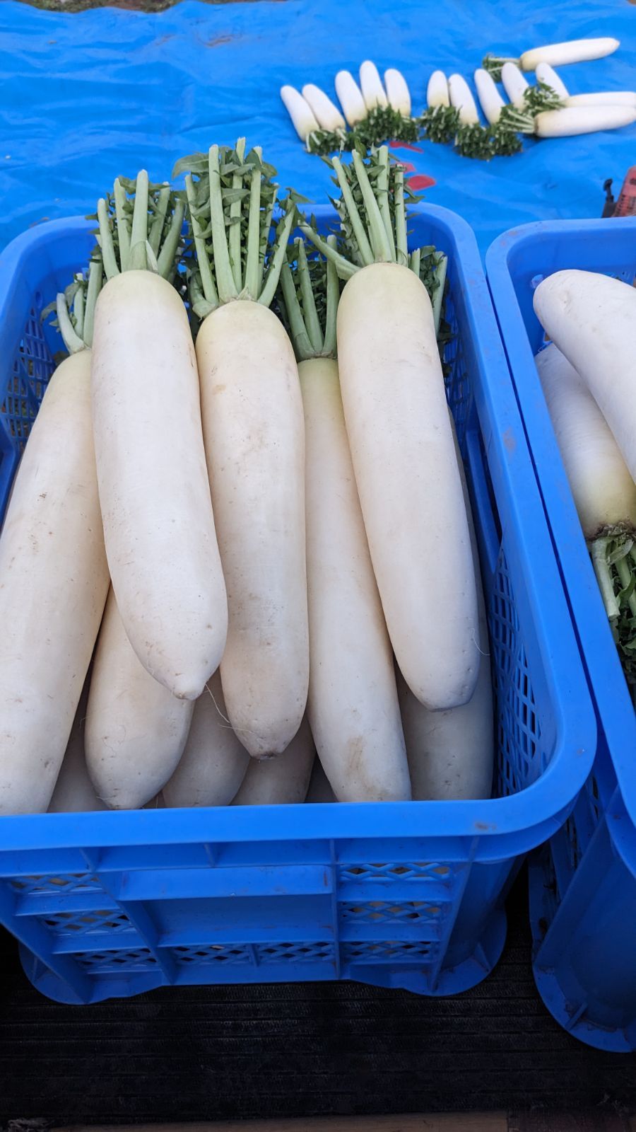 干し大根　訳あり　箱込み約20kg 干し大根 訳あり 箱込み約20kg 大きめ干し大根 訳あり 箱込み約