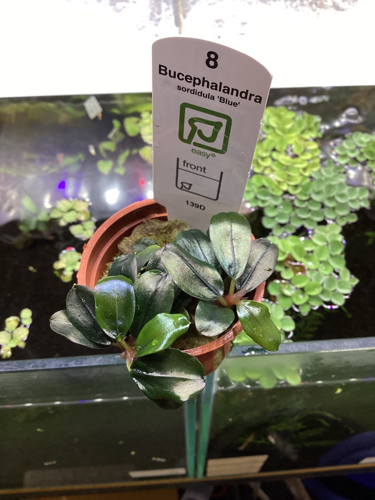 ブセファランドラ ソルディデュラ ブルー トロピカ社