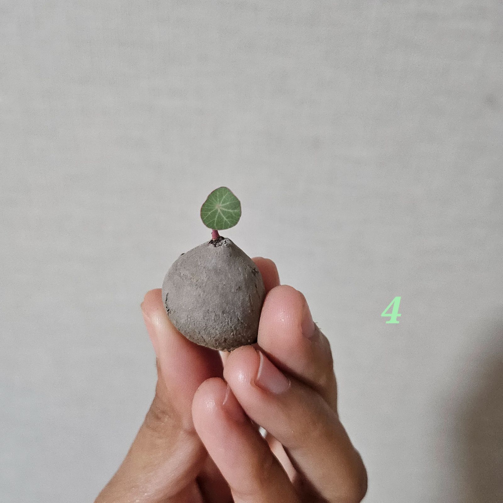 ぴま様》専用ページ - メルカリ